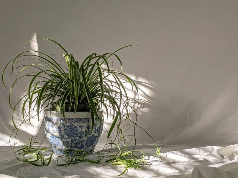 prune spider plants to make bushier
