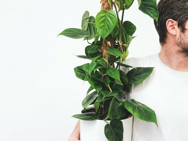 Ideal House Plants To Grow On A Moss Pole