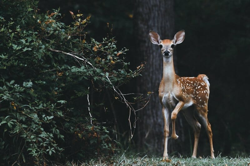 Do deer eat gardenias