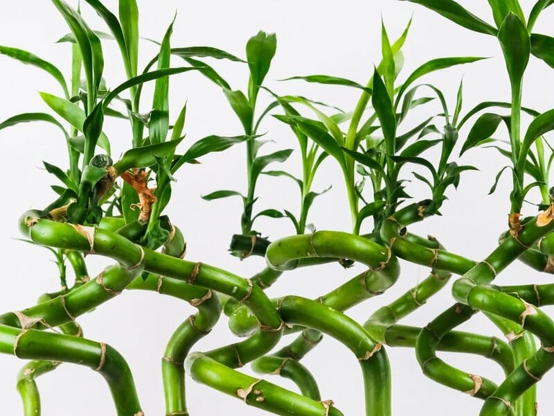 Why is My Bamboo Turning Yellow: Possible Causes