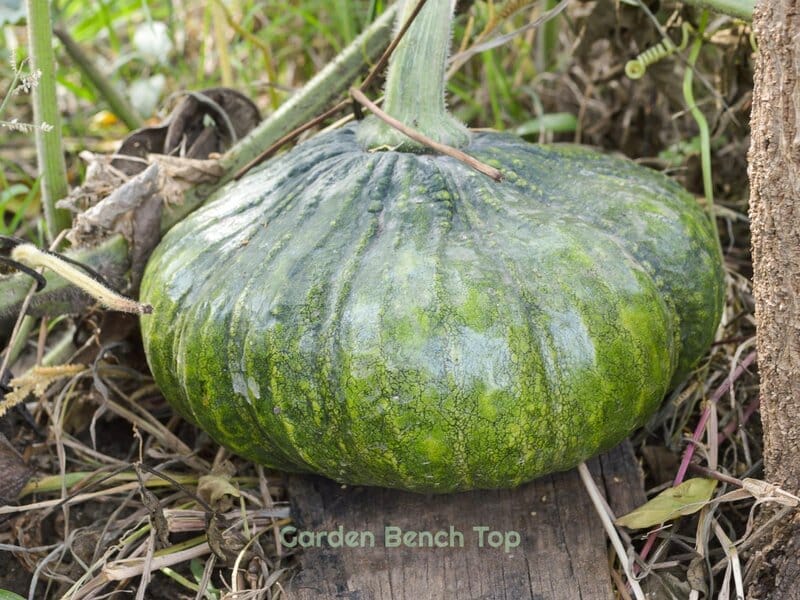 A Raised Pumpkin