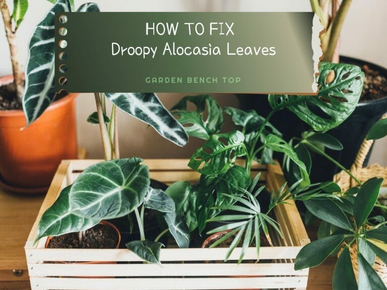 Alocasia Leaves Drooping