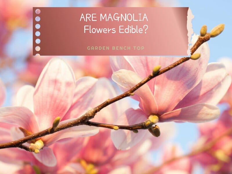 Are All Magnolia Flowers Edible