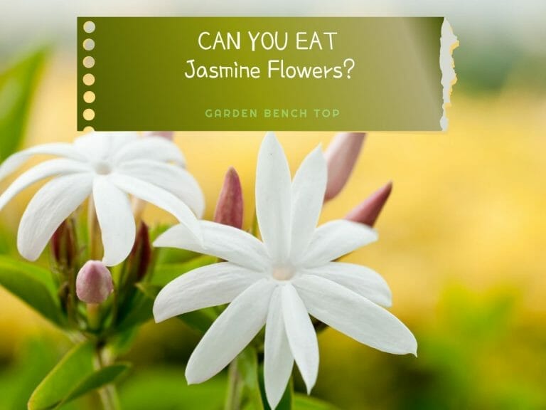 Are Jasmine Flower Edible