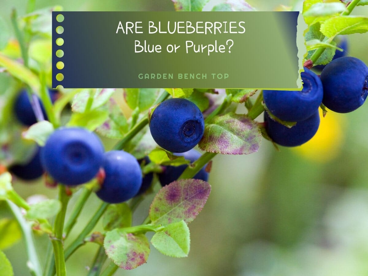 Are Blueberries Blue or Purple? [ANSWERED] Garden Bench Top