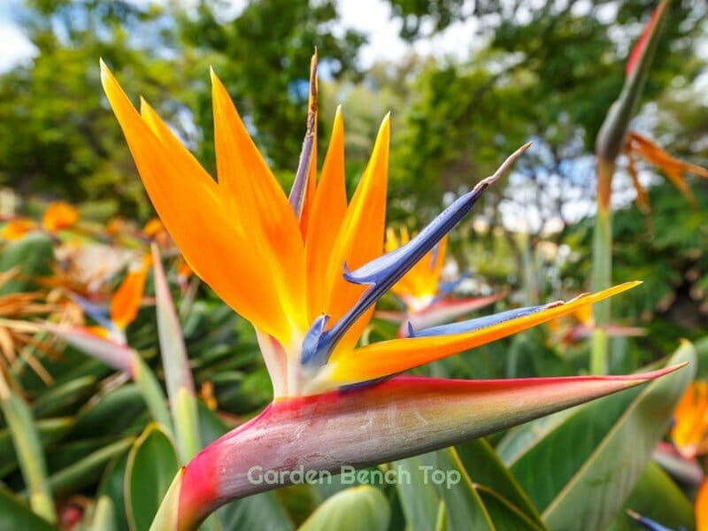 Beautiful Bird of Paradise Plant