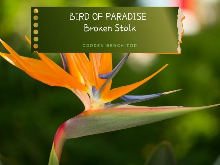 Bird of Paradise Broken Stalk