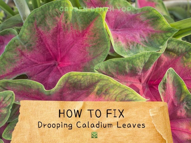 Caladium Leaves Drooping cover