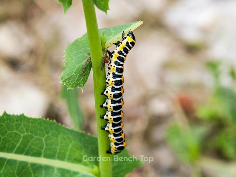 Caterpillar eating pepper plants