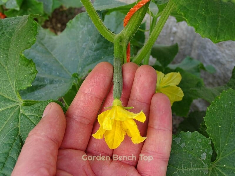Cucumber Flower Growing