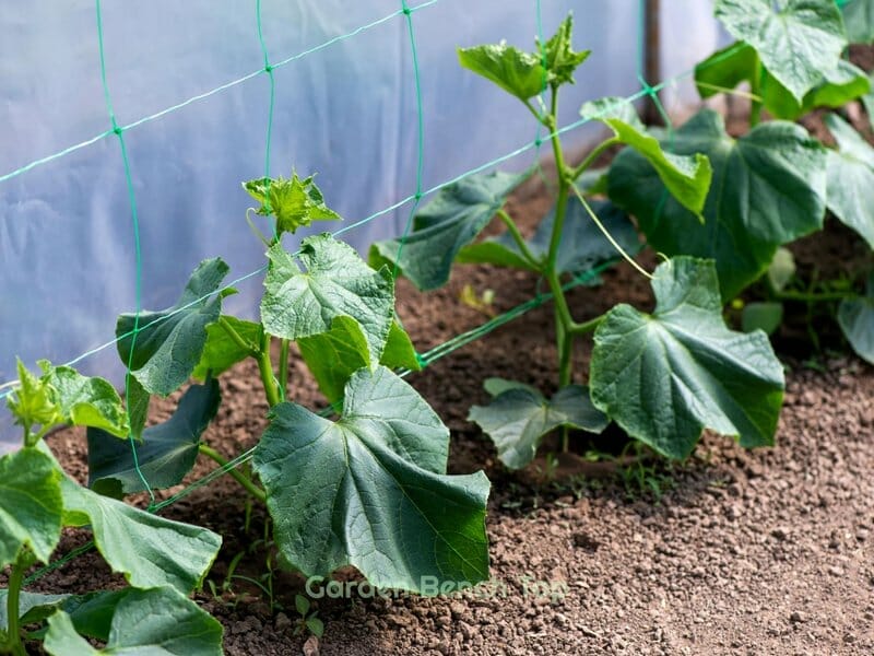 Cucumbers love loam soil