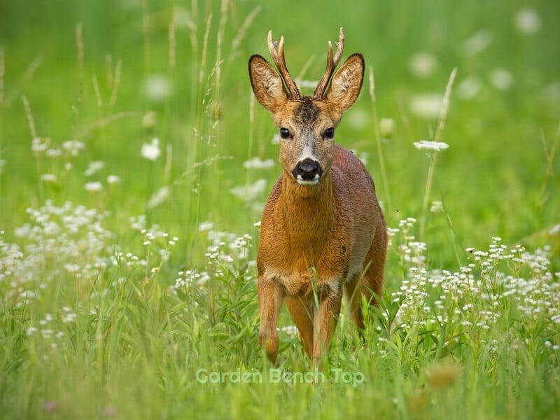 Deer eating pepper plants
