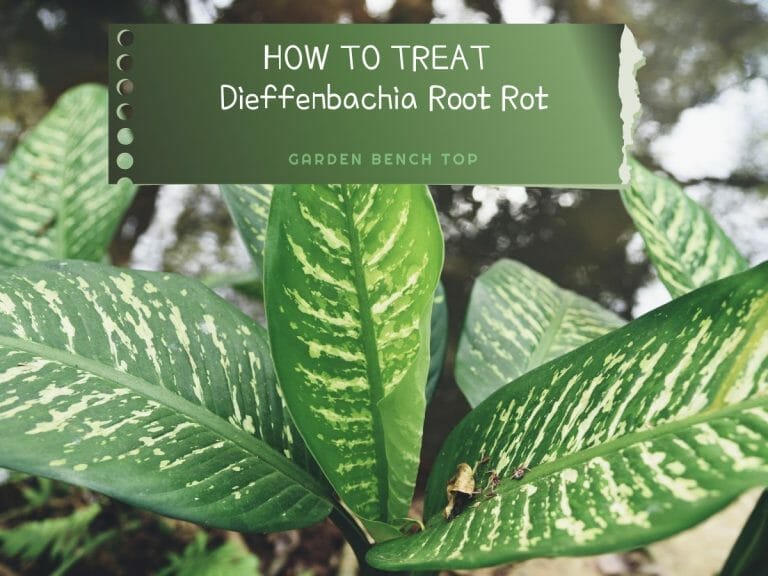 Dieffenbachia Root Rot cover