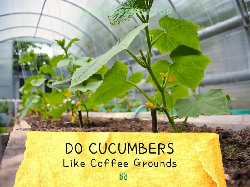 Do Cucumbers Like Coffee Grounds