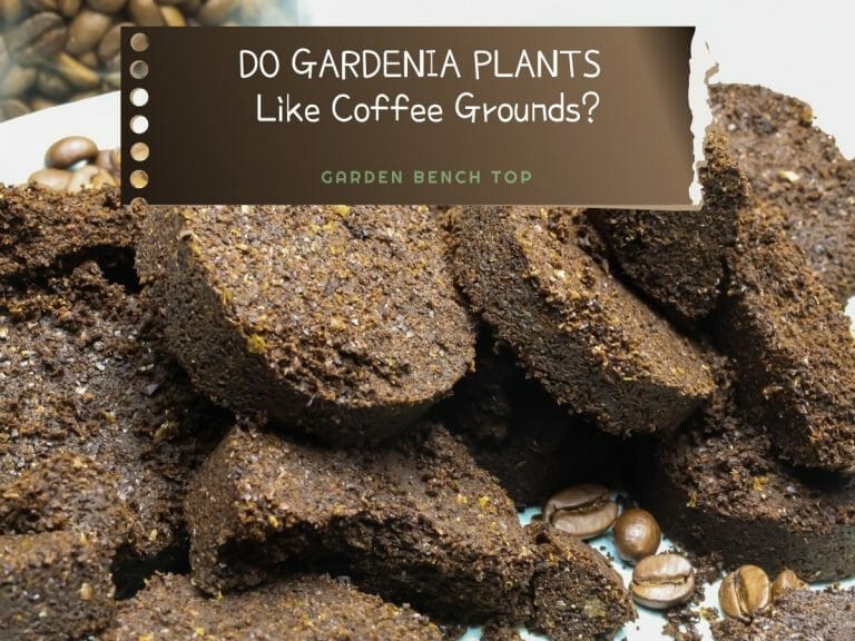 Do Gardenia Plants Like Coffee Grounds