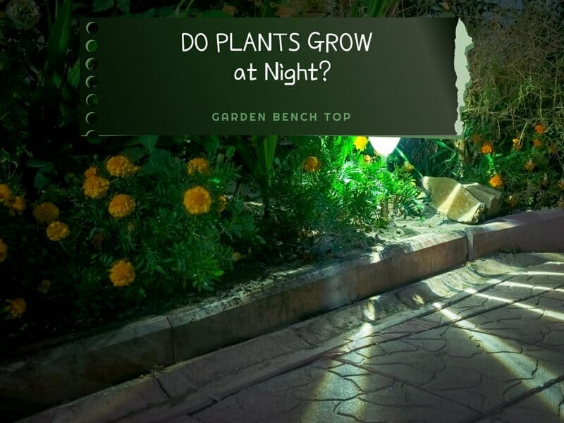 Do Plants Grow at Night