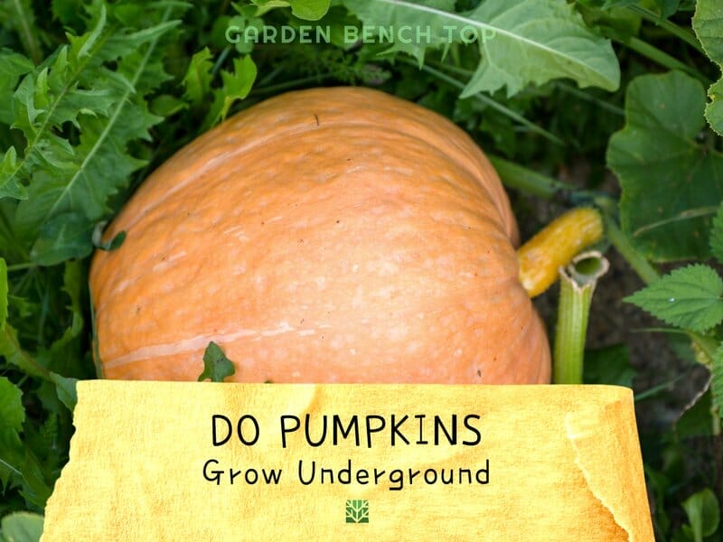 Do Pumpkins Grow Underground