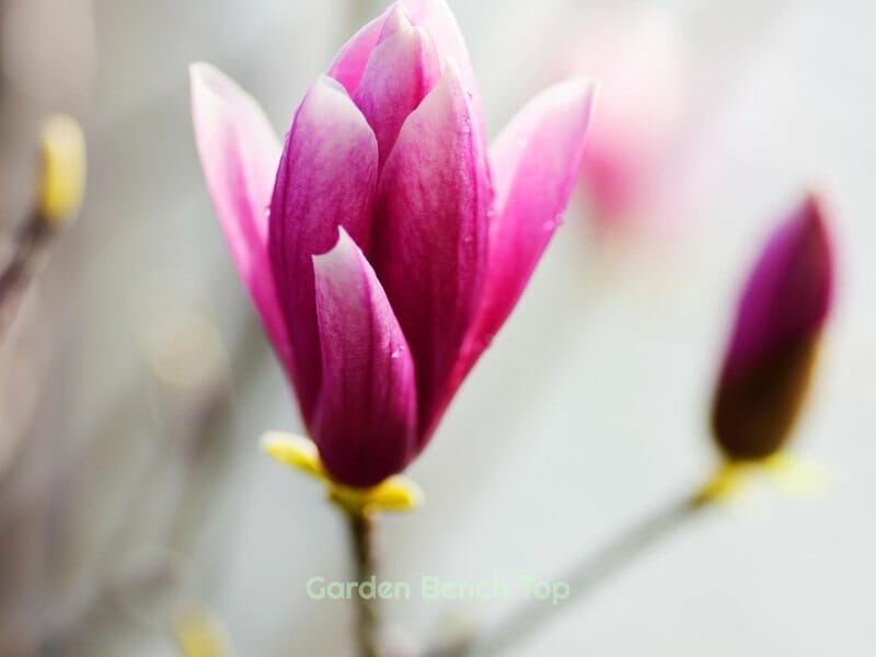 Edible Magnolia Flowers