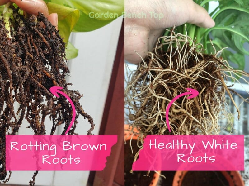 Healthy Roots vs Root Rot