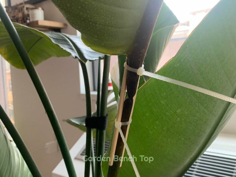 How To Fix Broken Bird Of Paradise Plants