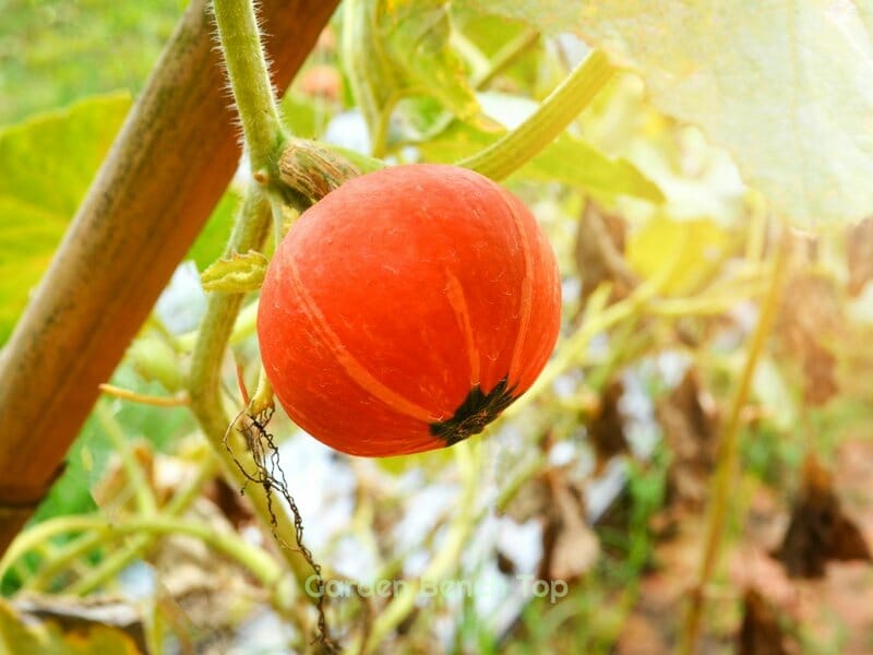 How do Pumpkins Grow