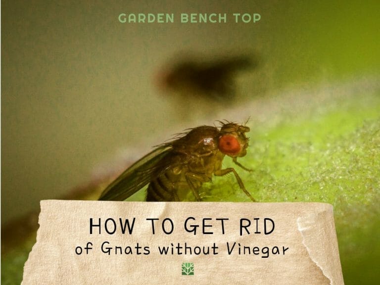 How to Get Rid of Gnats Without Vinegar