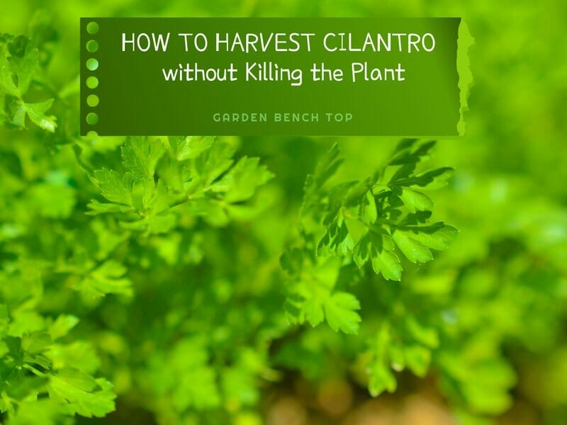 How to Harvest Cilantro Without Killing the Plant