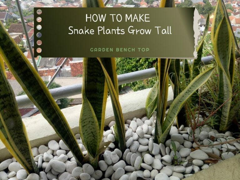 How to Make Snake Plants Grow Tall cover