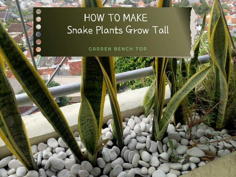 How to Make Snake Plants Grow Tall