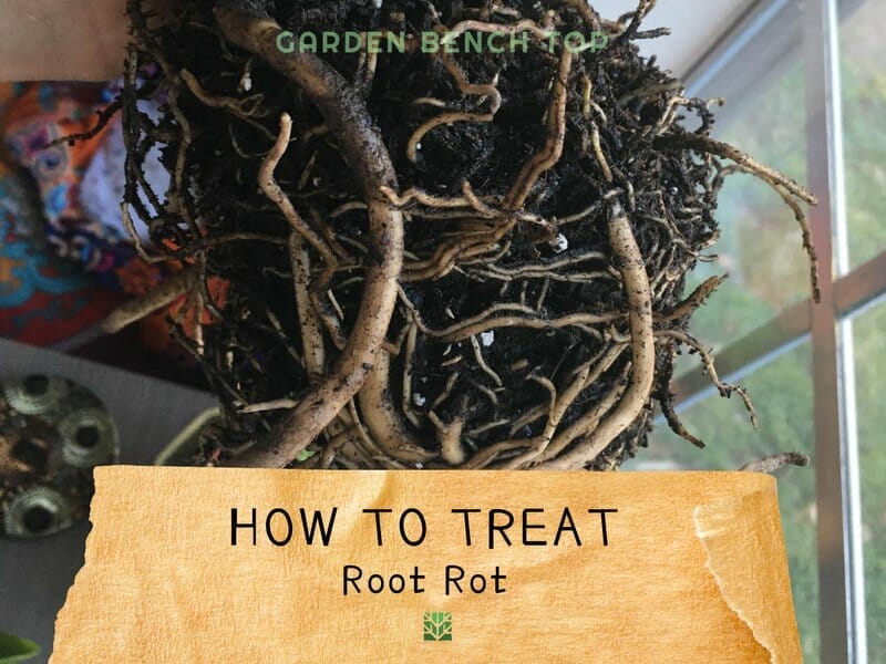 How to Treat Root Rot