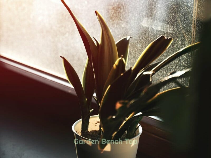 Lighting for snake plant is important for growth