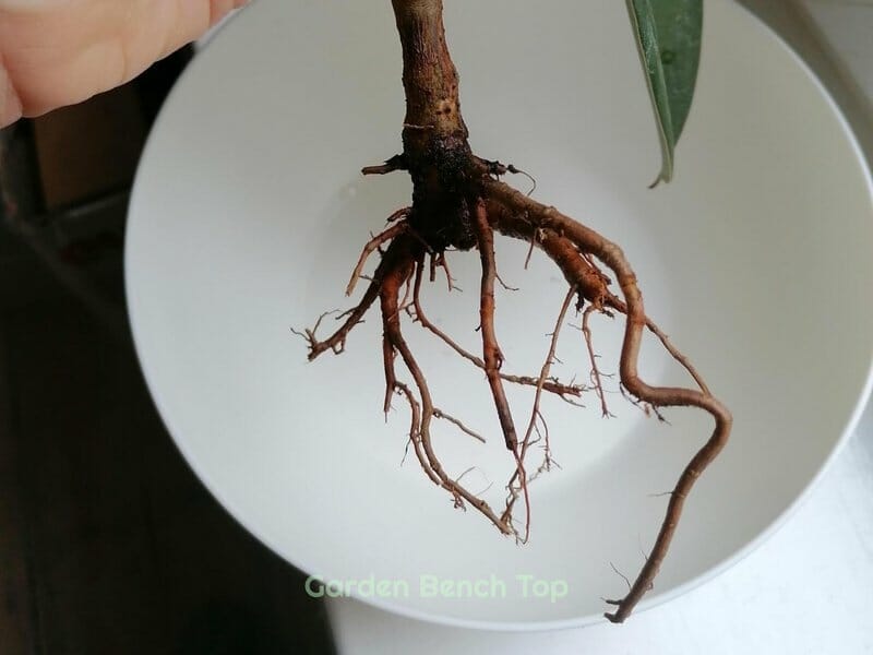 Main Cause of Root Rot
