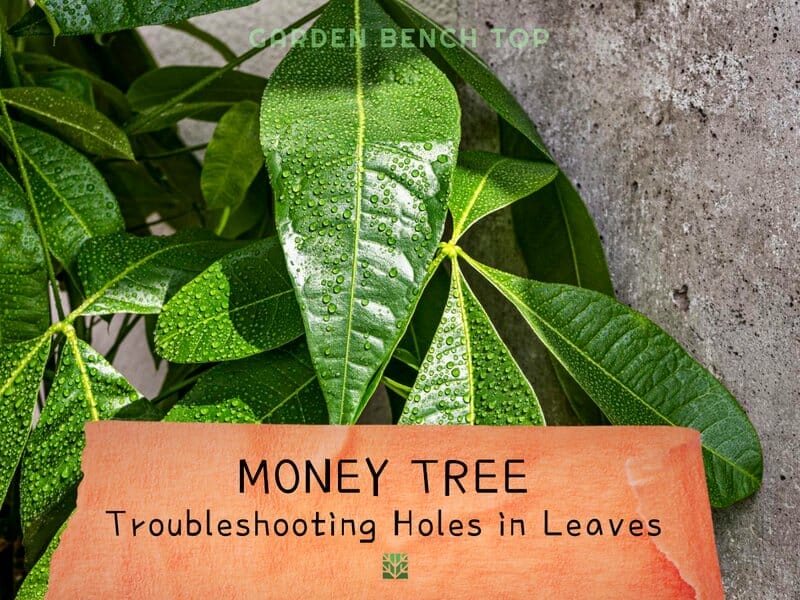 Money Tree Holes in Leaves