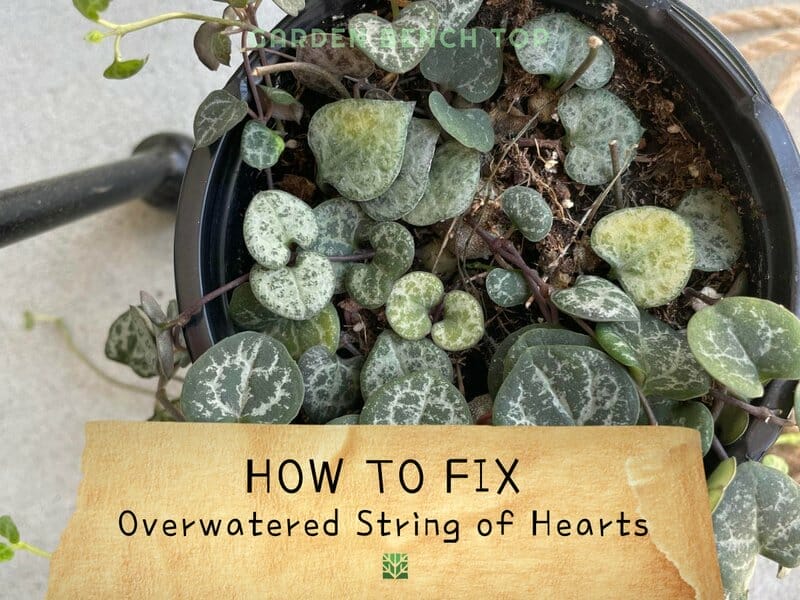 Overwatered String of Hearts