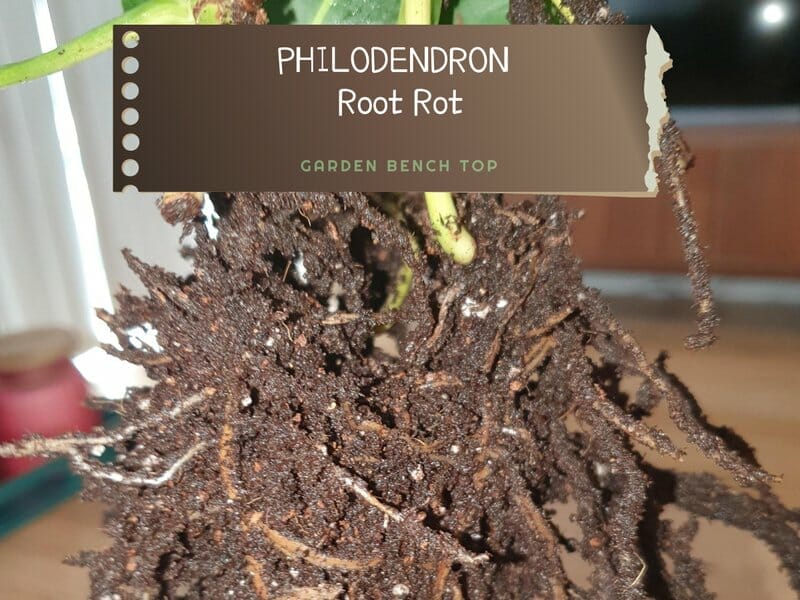 Philodendron Root Rot