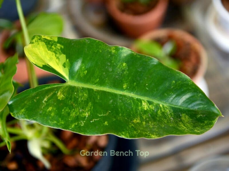 Philodendron leaf