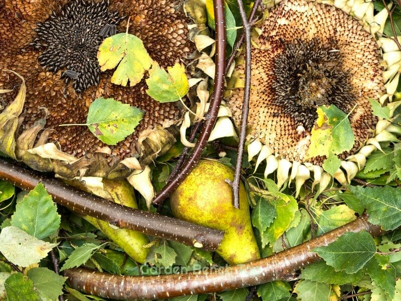 Plump Sunflower Seeds