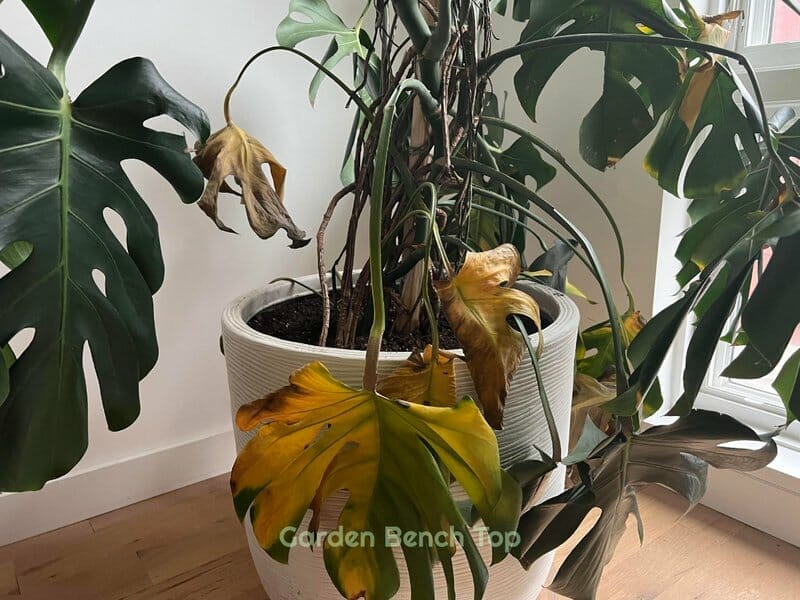 Preventing Monstera Root Rot 