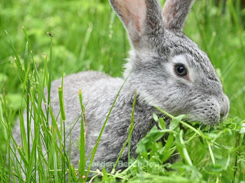 Rabbits eating pepper plants