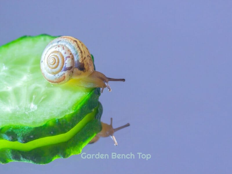 Snail eating cucumber