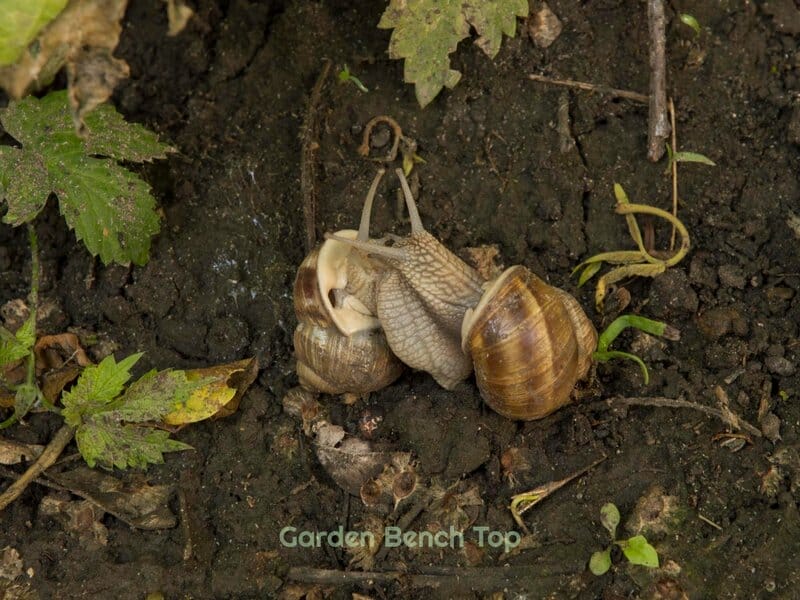 Snails eating pepper plants