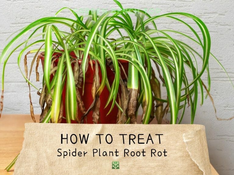 Spider Plant Root Rot cover