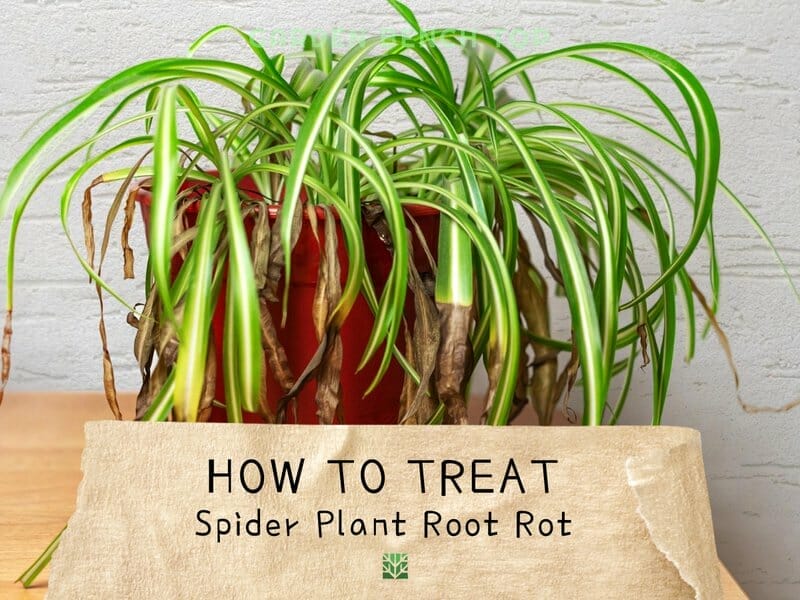 Spider Plant Root Rot