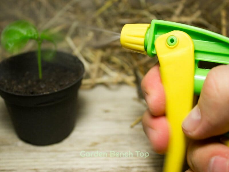 Spraying water to get rid of bugs