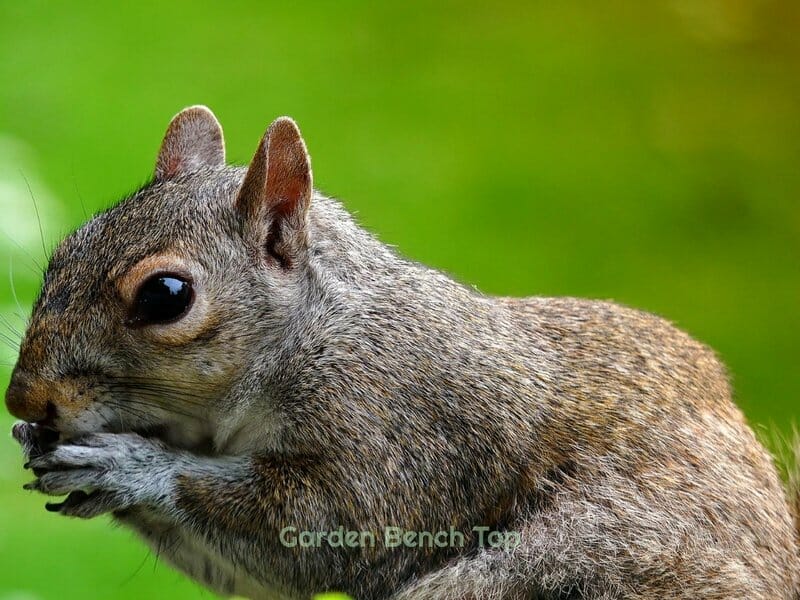 Squirrels eating pepper plants