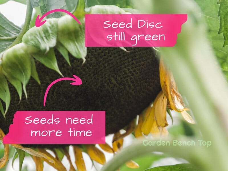 sunflower seeds too immature with green seed disc and seeds too young