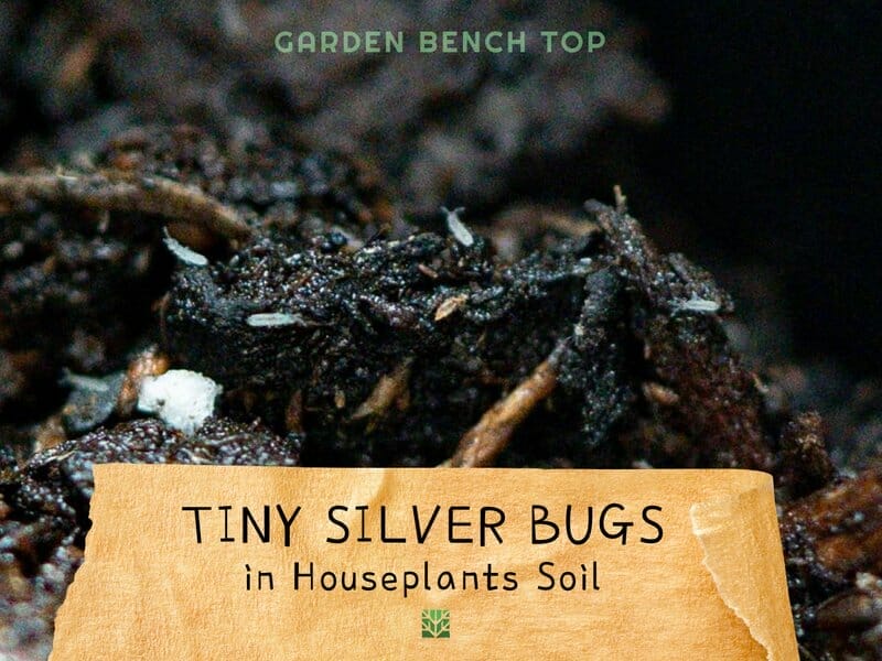 Tiny silver bugs in houseplant soil