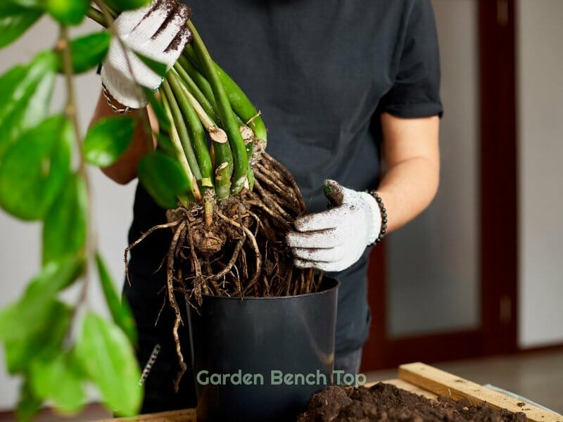 Ways to Identify Root Rot
