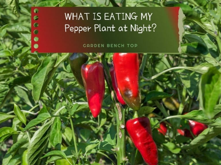What Animal is Eating my Pepper Plants At Night
