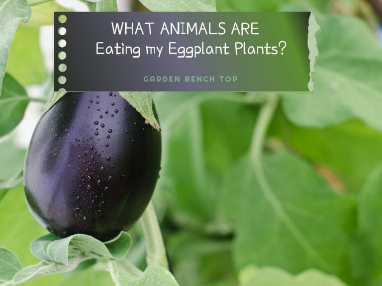 What Animals Eat Eggplant Plants